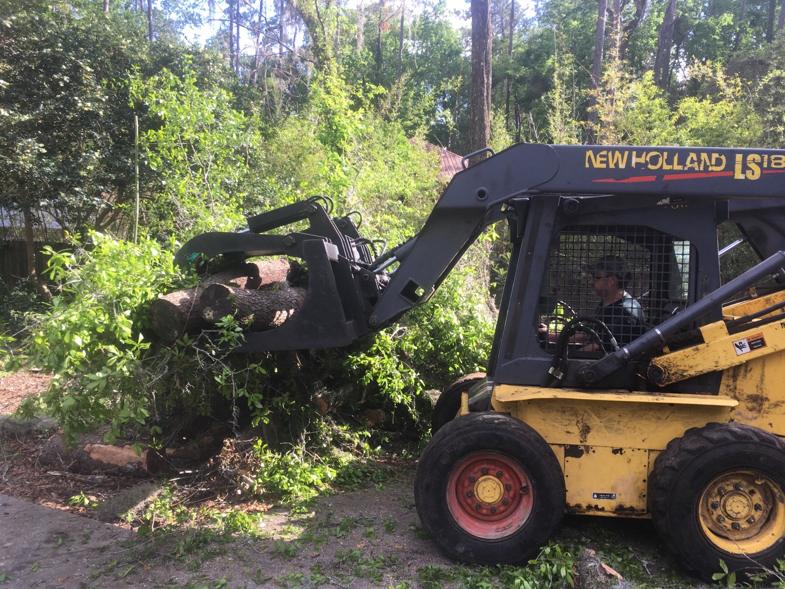 tree removal gainesville fl