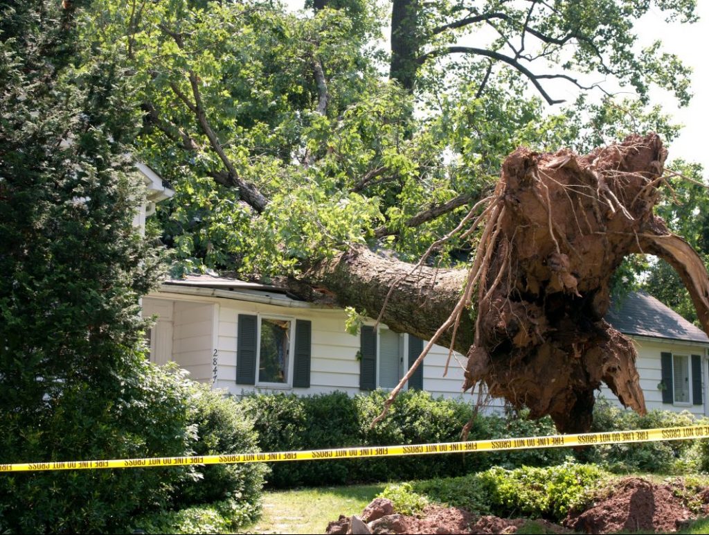 emergency tree service gainesville fl