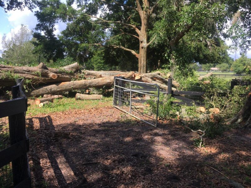 emergency tree service gainesville fl